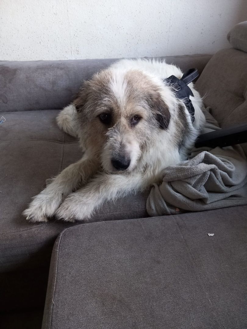 Liebenswerte Sarah sucht ihr für immer Zuhause