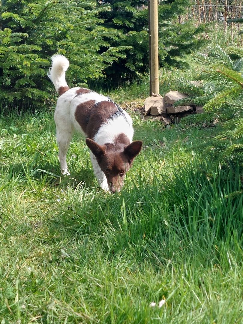 Cleo - kleine Terrierseele mit großem Herz sucht ihr Zuhause