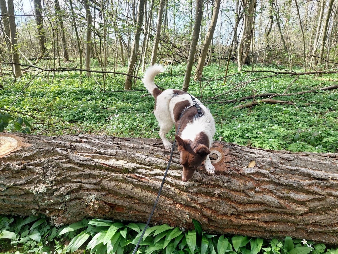 Cleo - kleine Terrierseele mit großem Herz sucht ihr Zuhause