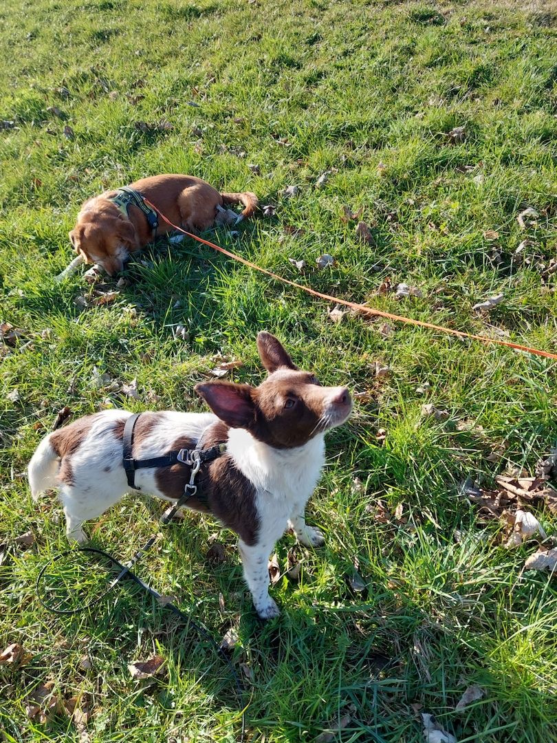 Cleo - kleine Terrierseele mit großem Herz sucht ihr Zuhause