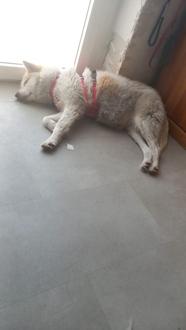 Mary Ann hofft auf eine 2 Chance bei ihren Menschen