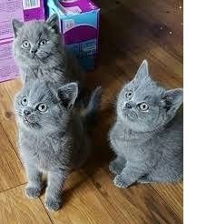 Britisch Kurzhaar Kätzchen zu verkaufen