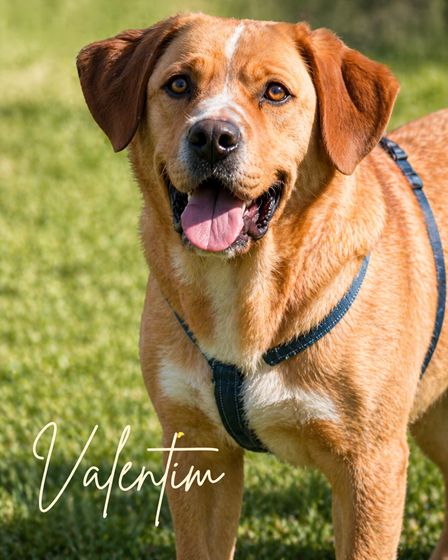 Valentim - ein Powerpaket