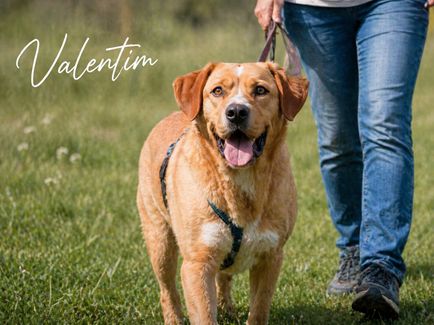 Valentim - ein Powerpaket