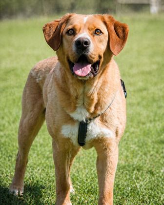 Valentim - ein Powerpaket