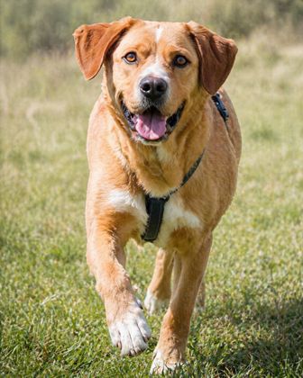 Valentim - ein Powerpaket