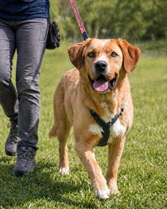 Valentim - ein Powerpaket