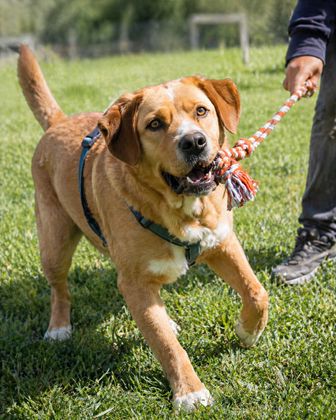 Valentim - ein Powerpaket