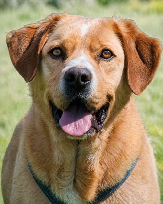 Valentim - ein Powerpaket