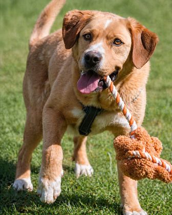 Valentim - ein Powerpaket