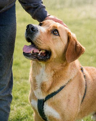 Valentim - ein Powerpaket