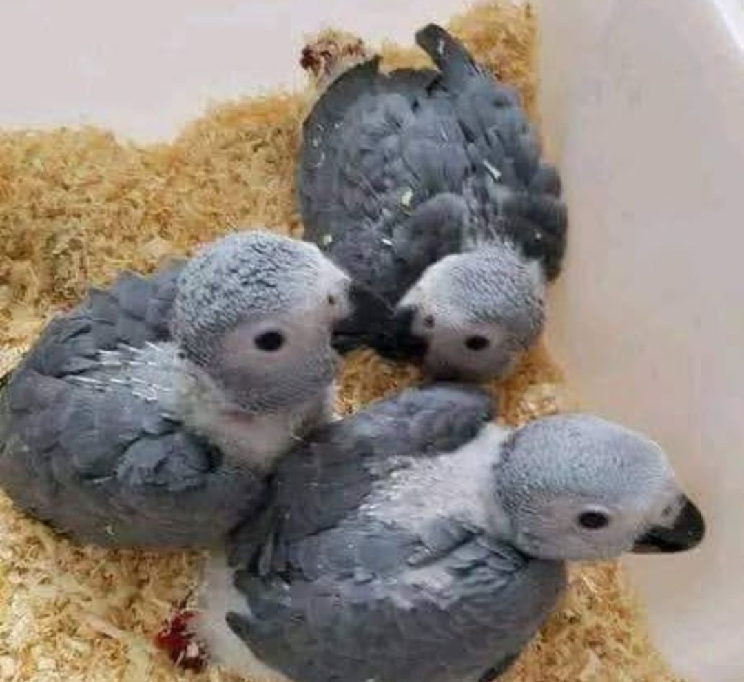 Drei junge Graupapageien zu verkaufen. Sie sind sehr gesund.