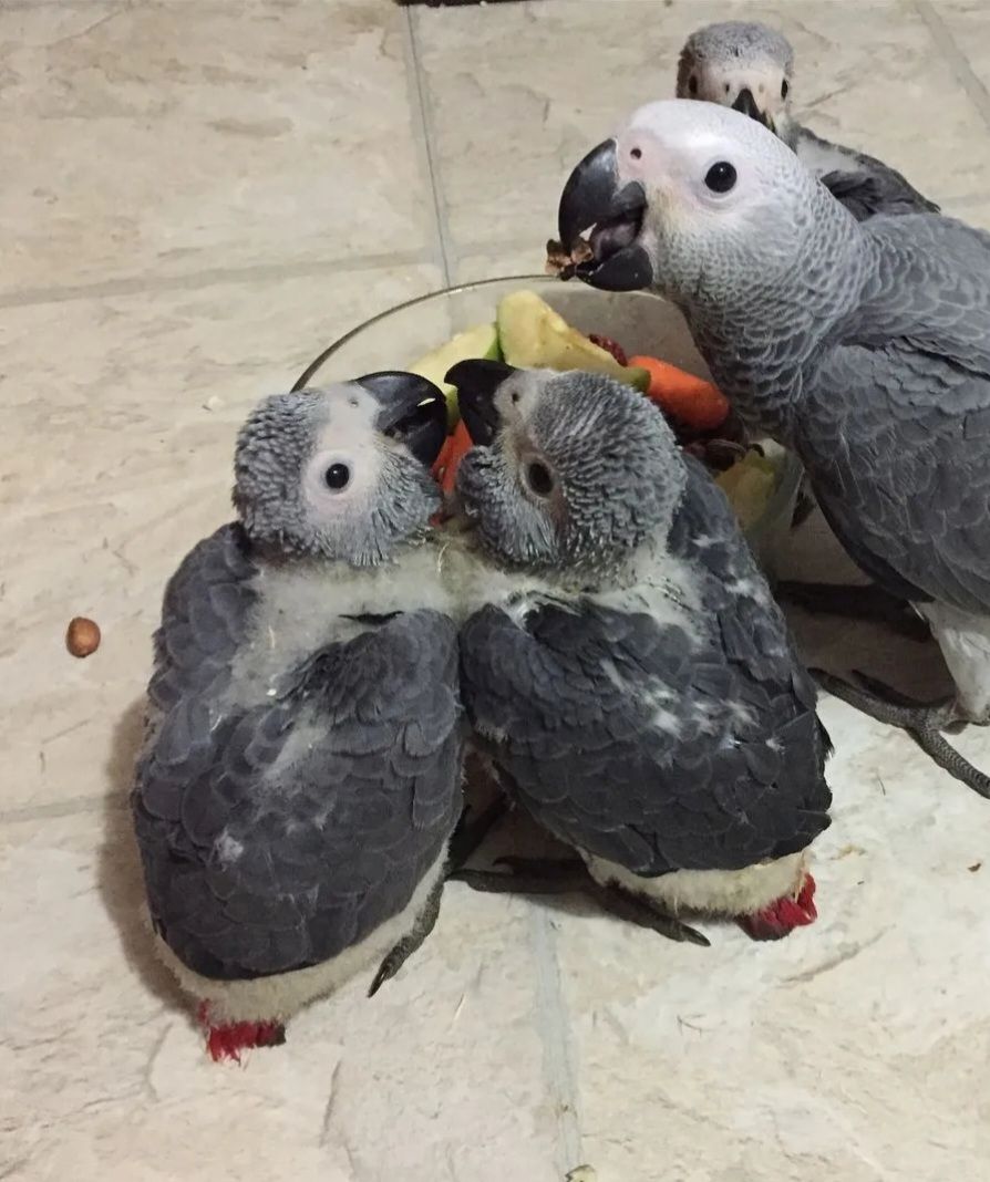 Drei junge Graupapageien zu verkaufen. Sie sind sehr gesund.