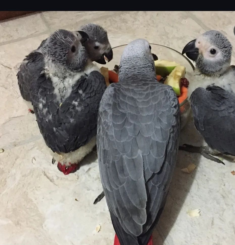 Drei junge Graupapageien zu verkaufen. Sie sind sehr gesund.