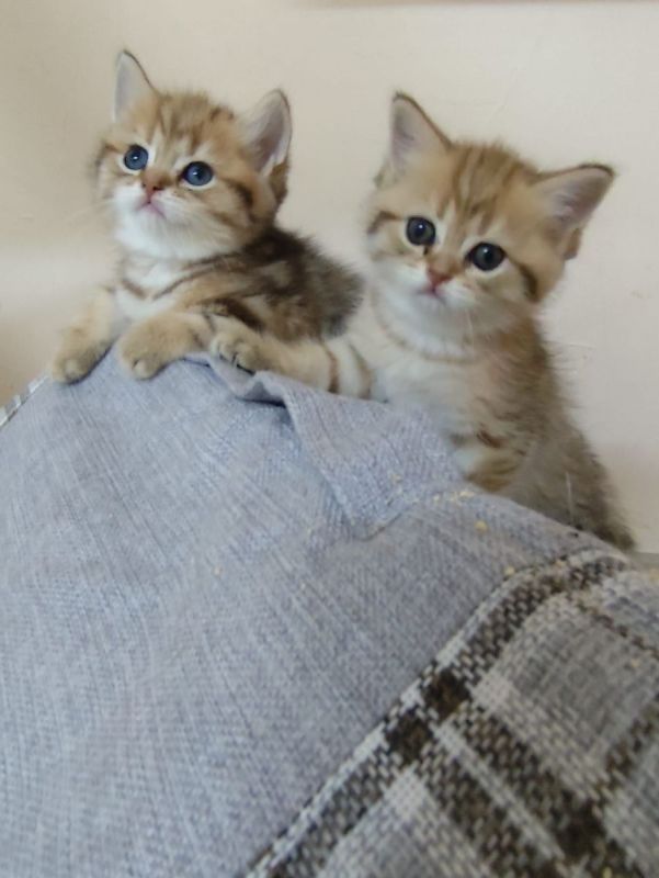 Reinrassige Bkh Kitten