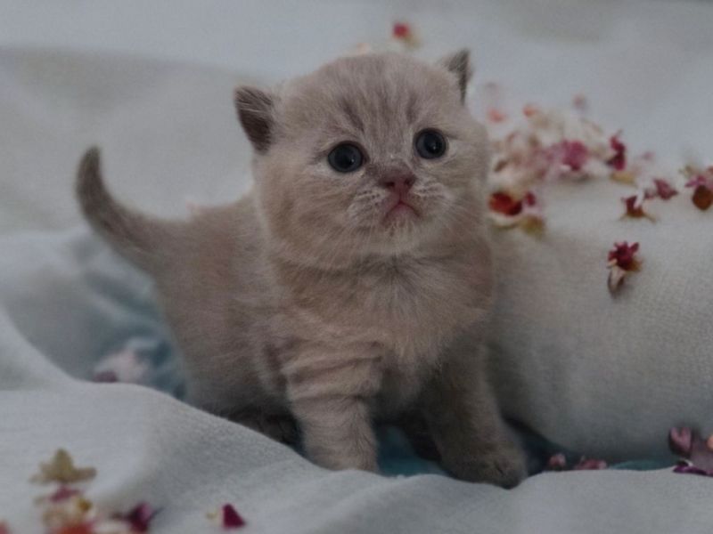 Reinrassige Bkh Kitten