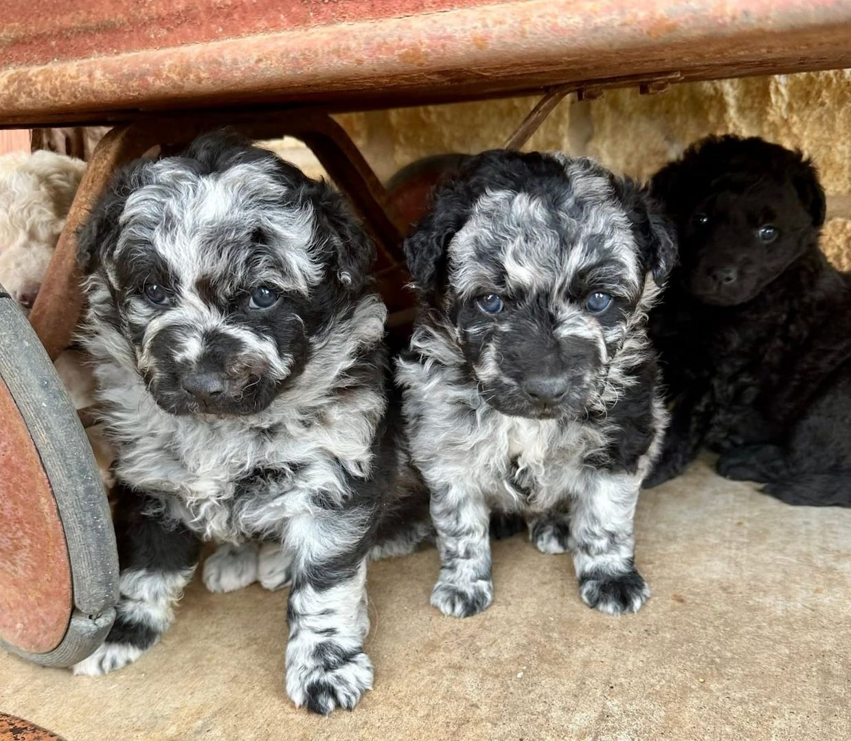 Niedliche ungarische Mudi-Welpen