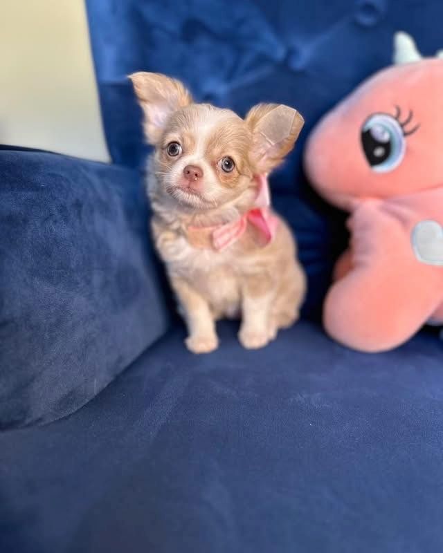 Chihuahua-Welpen suchen ein liebevolles Zuhause für immer! 🐾