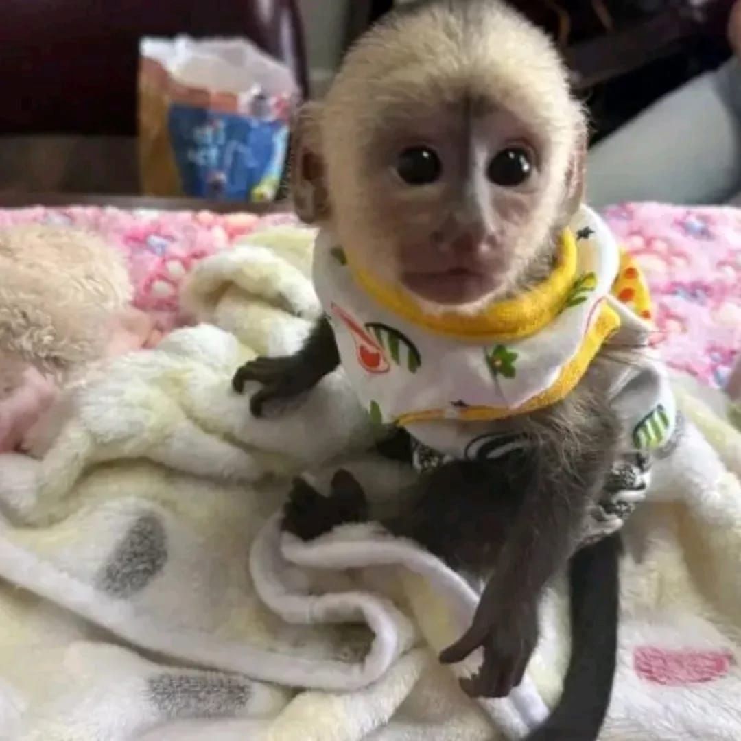 entzückende Kapuzineräffchen suchen ein liebevolles Zuhause für immer!