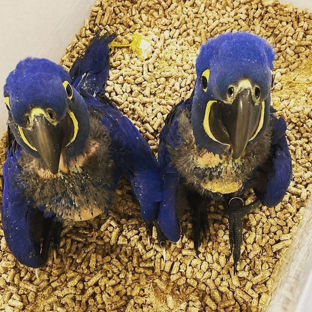 Wunderschöne Graupapageien suchen ein liebevolles Zuhause für immer! 🐾