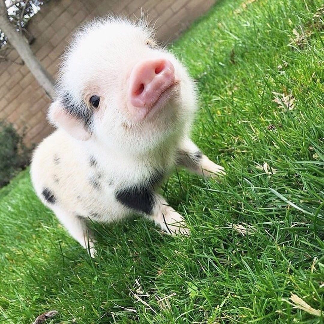 Niedliche Ferkel suchen ein liebevolles Zuhause für immer