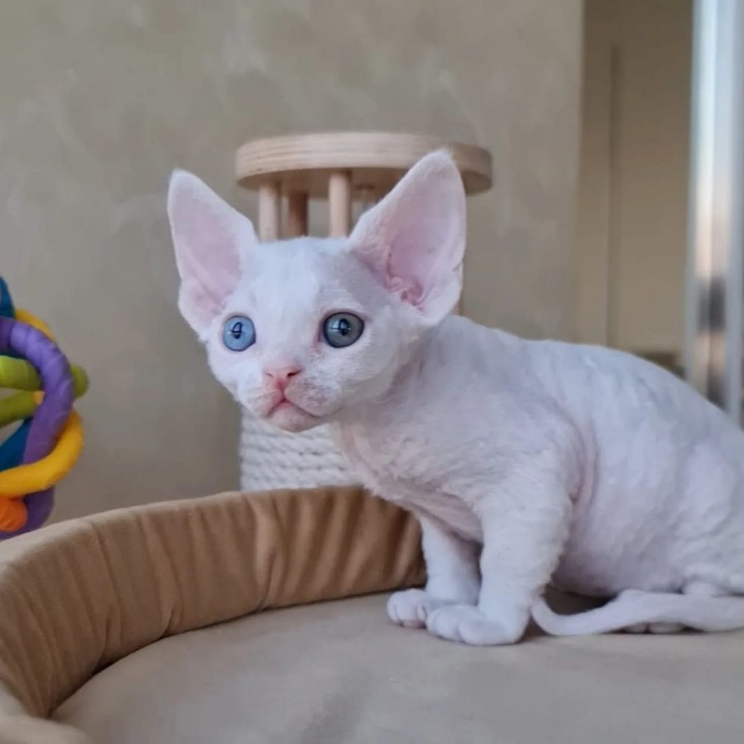 Wir haben wunderschöne Devon Rex-Kätzchen, die ein liebevolles Zuhause suchen! 🐾