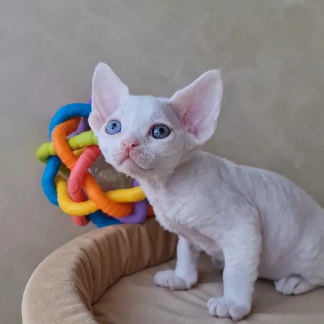 Wir haben wunderschöne Devon Rex-Kätzchen, die ein liebevolles Zuhause suchen! 🐾