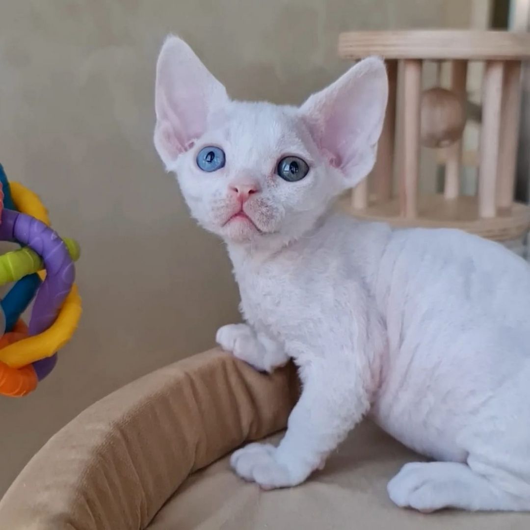 Wir haben wunderschöne Devon Rex-Kätzchen, die ein liebevolles Zuhause suchen! 🐾