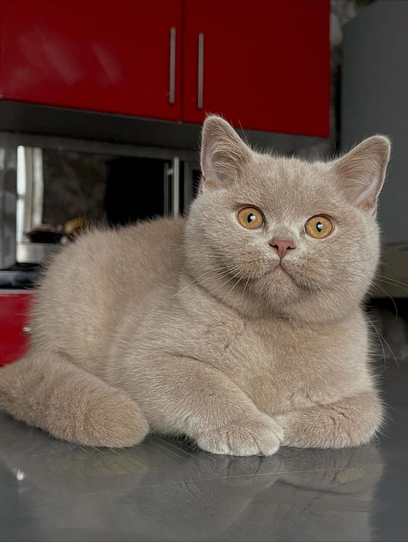 Wir haben wunderschöne Britisch Kurzhaar-Kätzchen, die ein liebevolles Zuhause suchen! 🐾