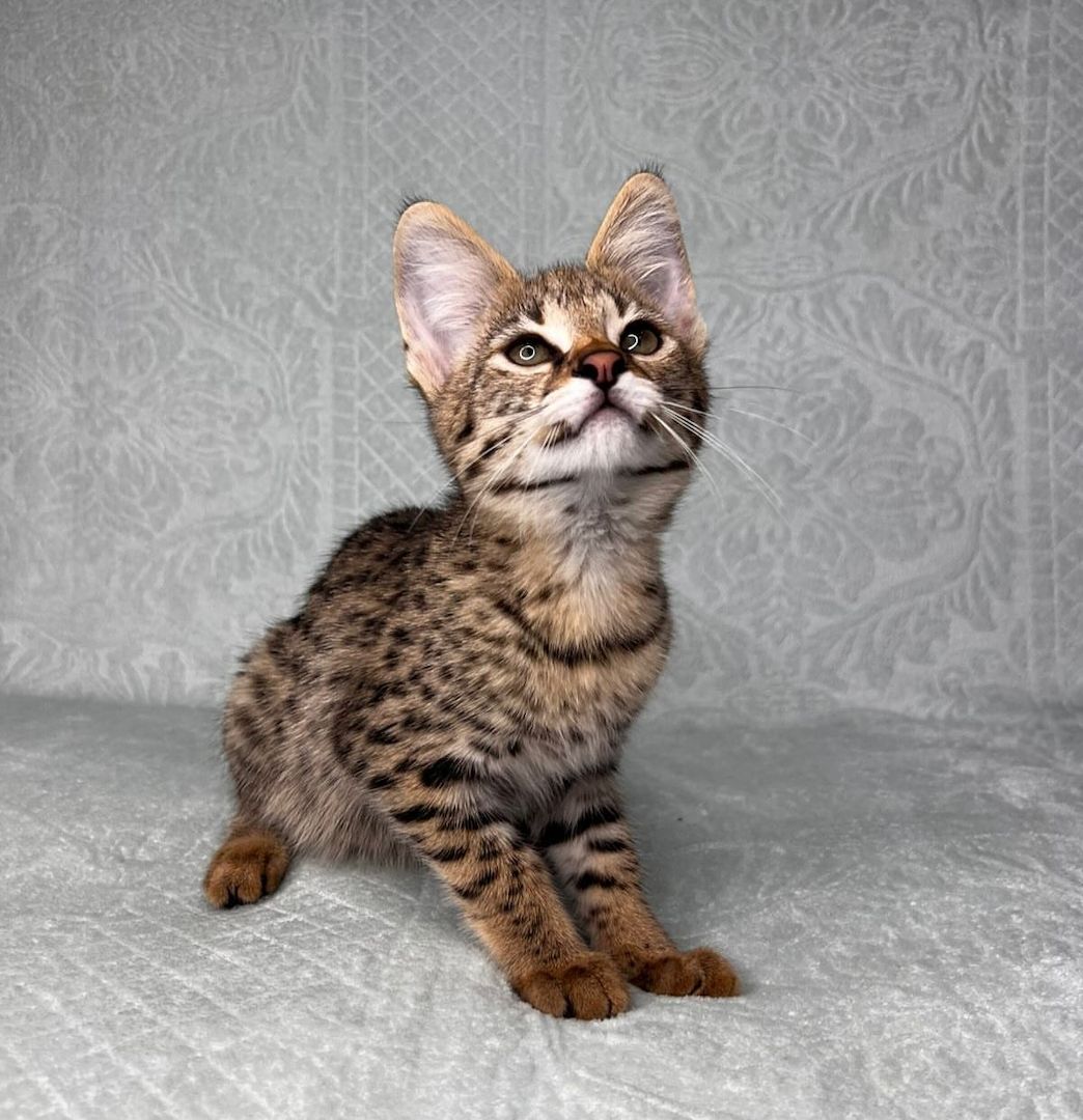 Wir haben wunderschöne Savannah-Kätzchen, die ein liebevolles Zuhause suchen!