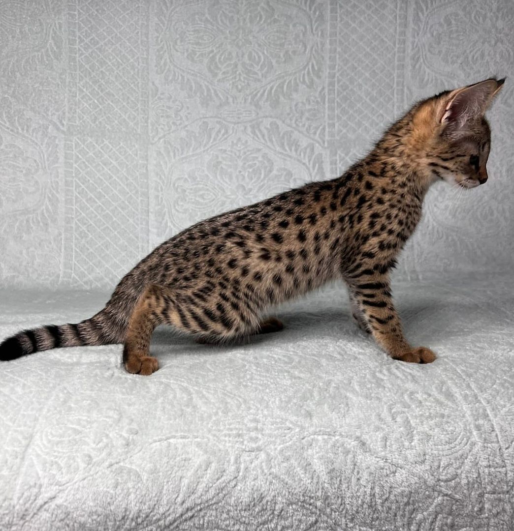 Wir haben wunderschöne Savannah-Kätzchen, die ein liebevolles Zuhause suchen!