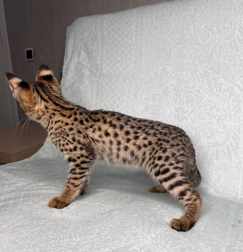 Wir haben wunderschöne Savannah-Kätzchen, die ein liebevolles Zuhause suchen!