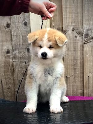 Akita-Welpen.