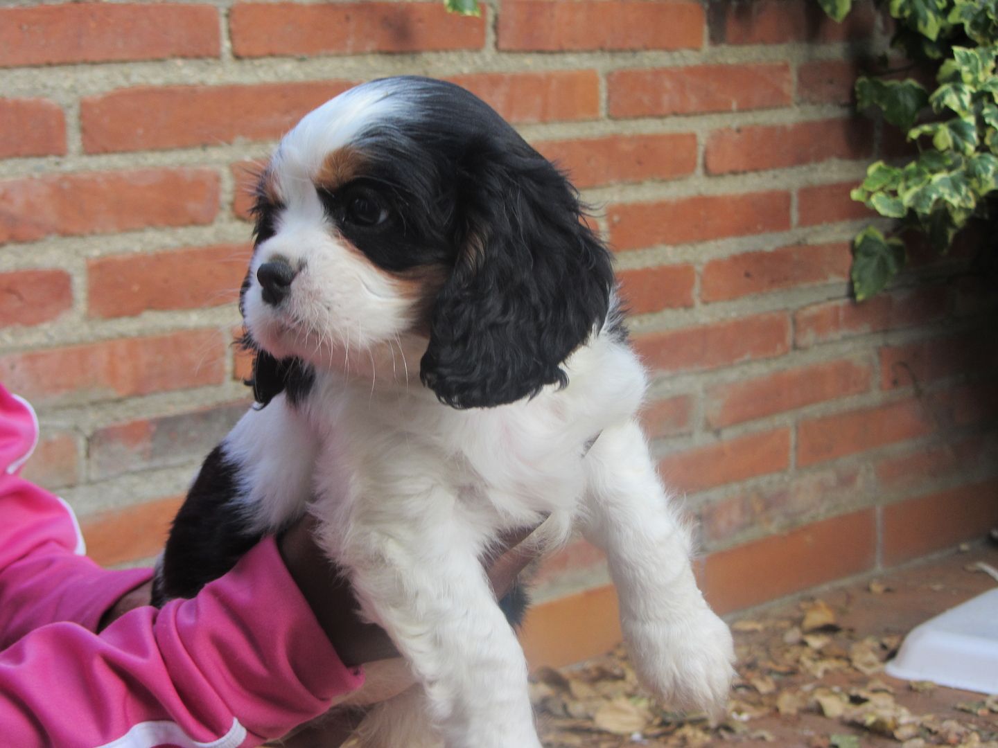 Cavalier King Charles Spaniel Welpe.