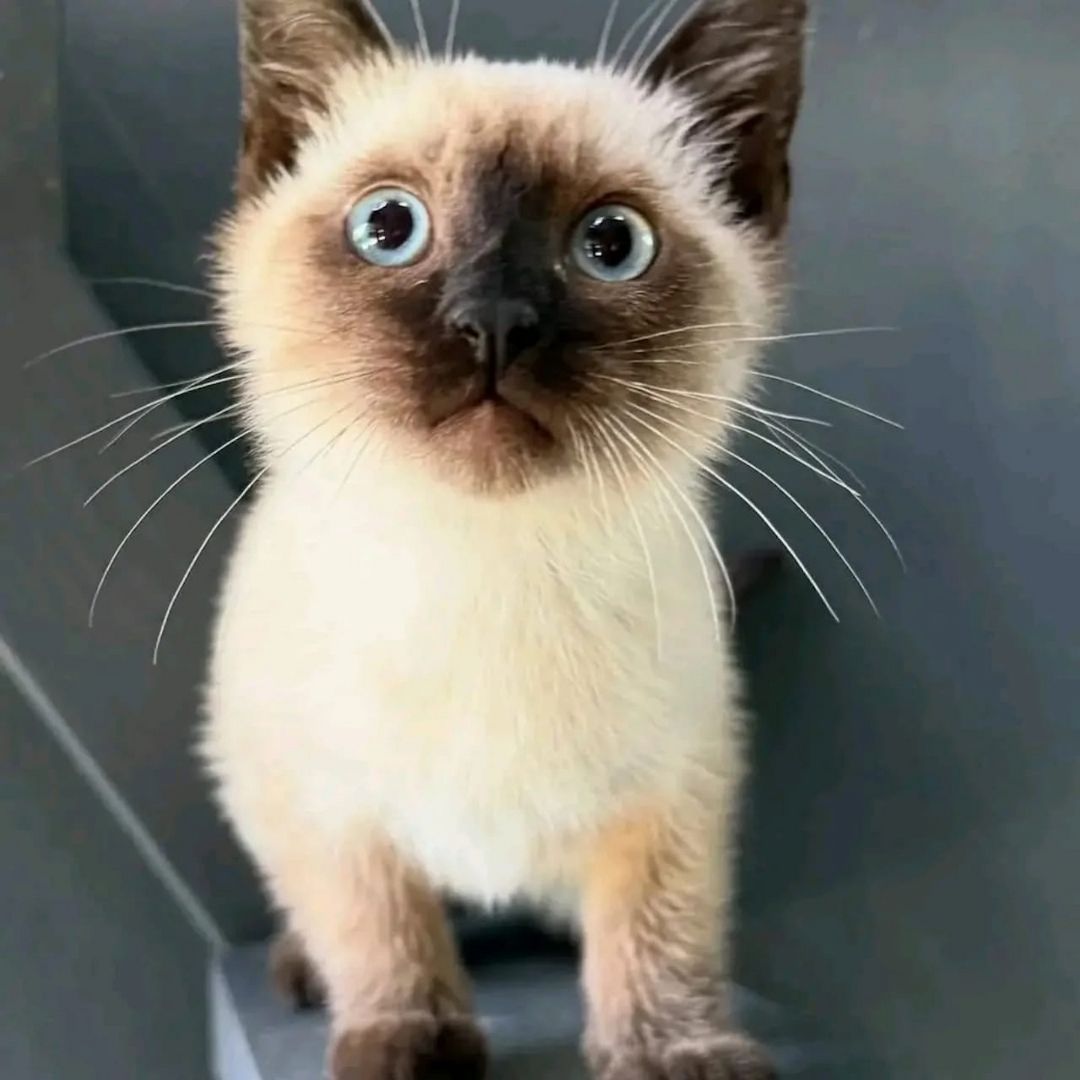 Wir haben wunderschöne Siamkätzchen, die ein liebevolles Zuhause suchen!