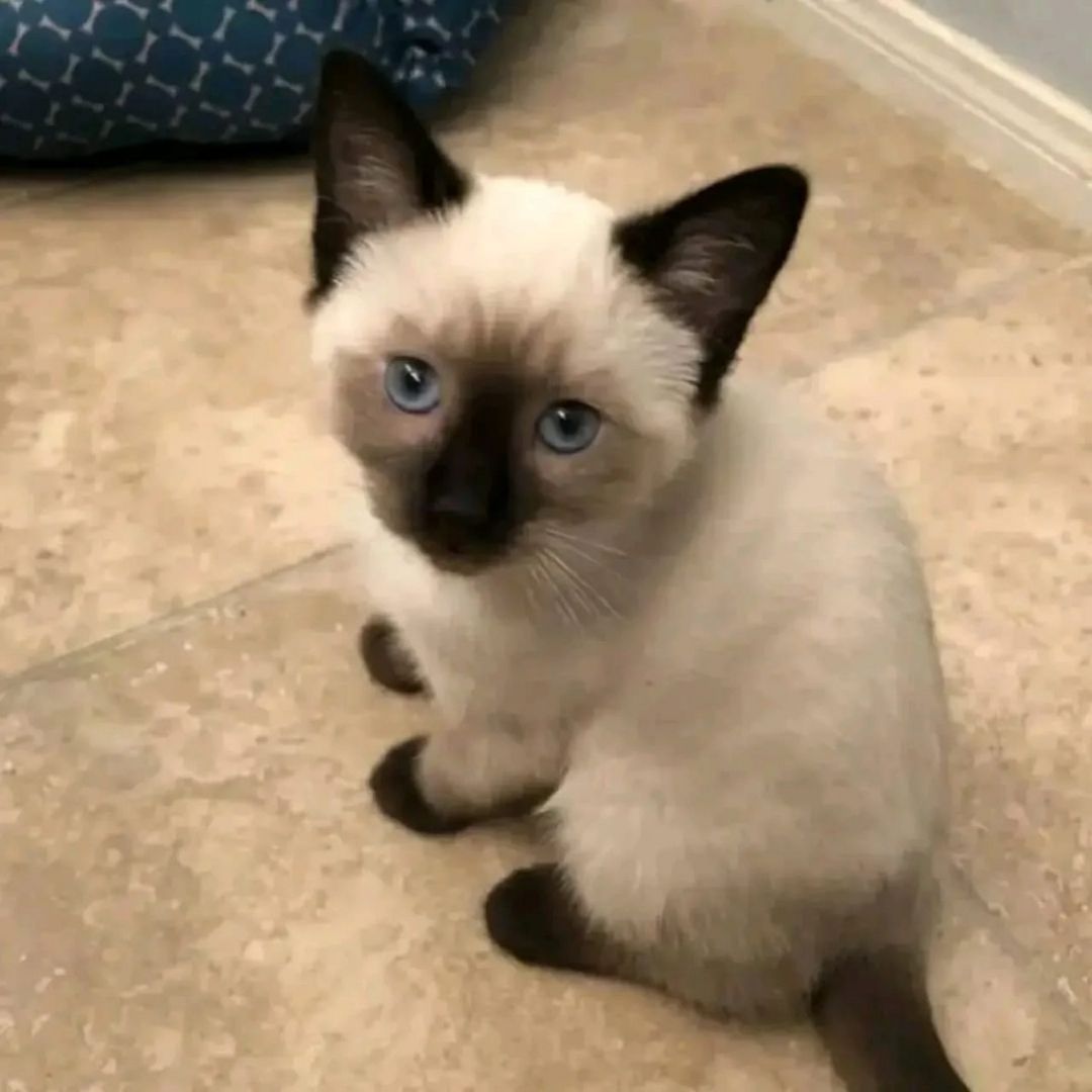 Wir haben wunderschöne Siamkätzchen, die ein liebevolles Zuhause suchen!