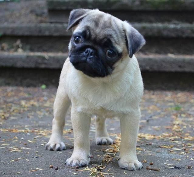 Mops-Welpen zu verkaufen.