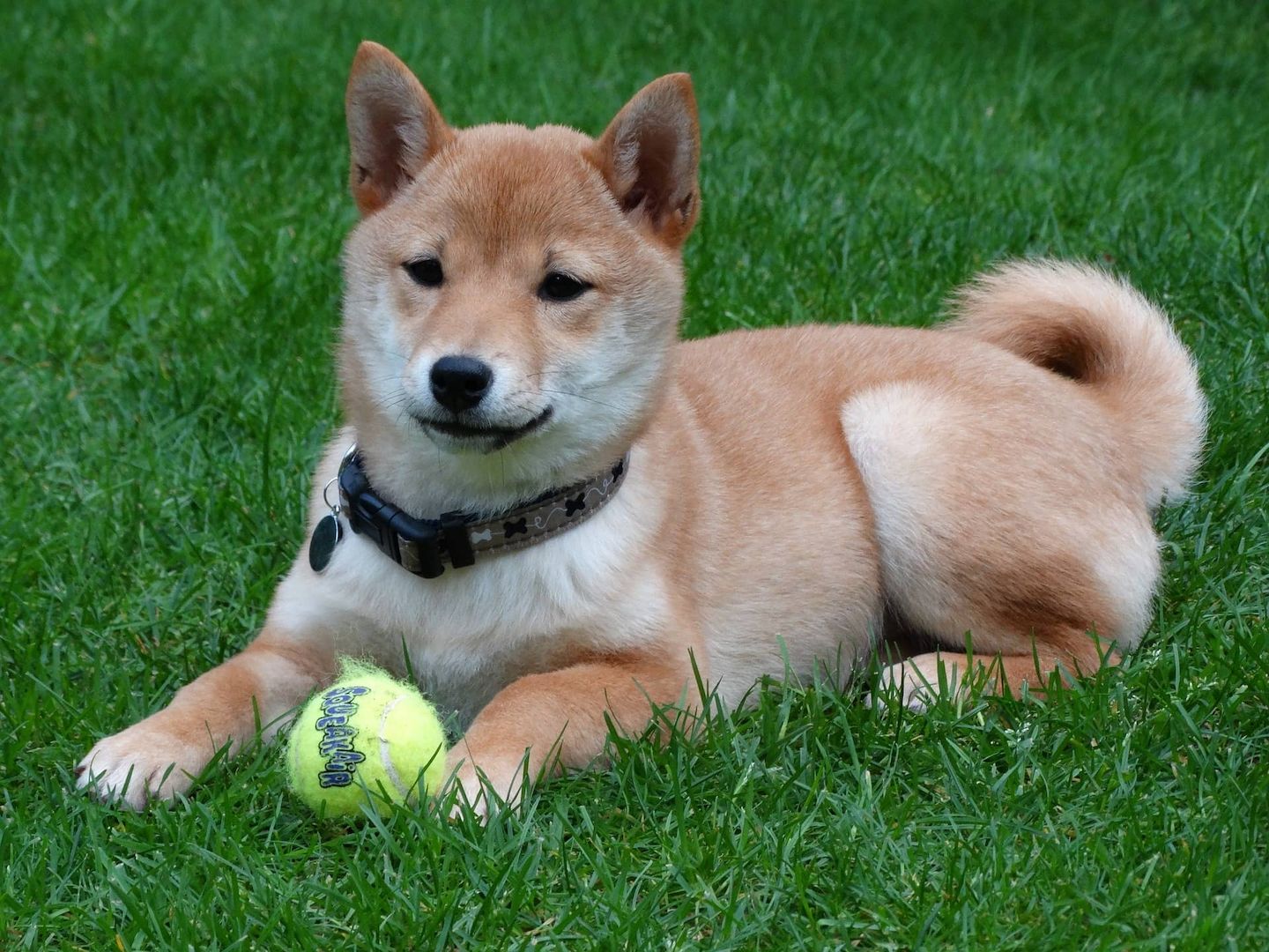 Shiba Inu Welpen zu verkaufen.