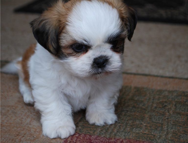 Intelligente Shih Tzu Welpen verfügbar.