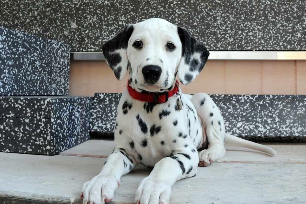Reinrassige Dalmatiner-Welpen suchen ein neues Zuhause.