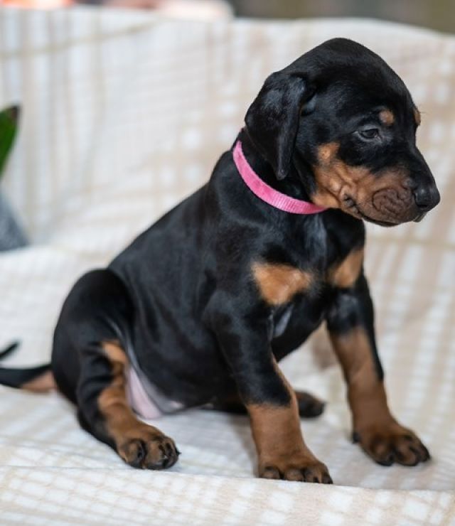 Dobermann-Welpen suchen ein neues Zuhause.