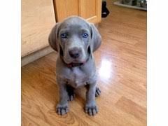 Weimaraner-Welpen suchen ein neues Zuhause.