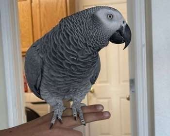 Graupapageien mit Papieren verfügbar