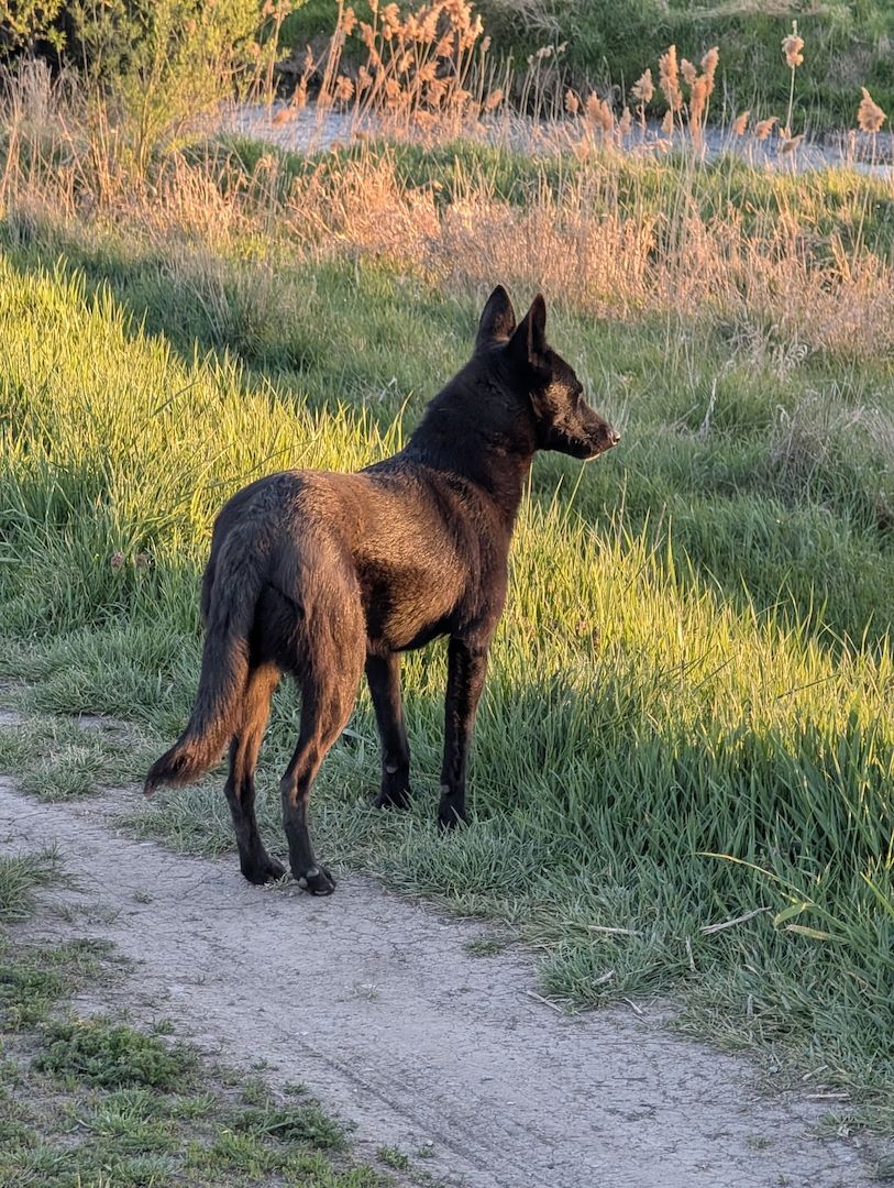 Malinois Hündin 15'Monate