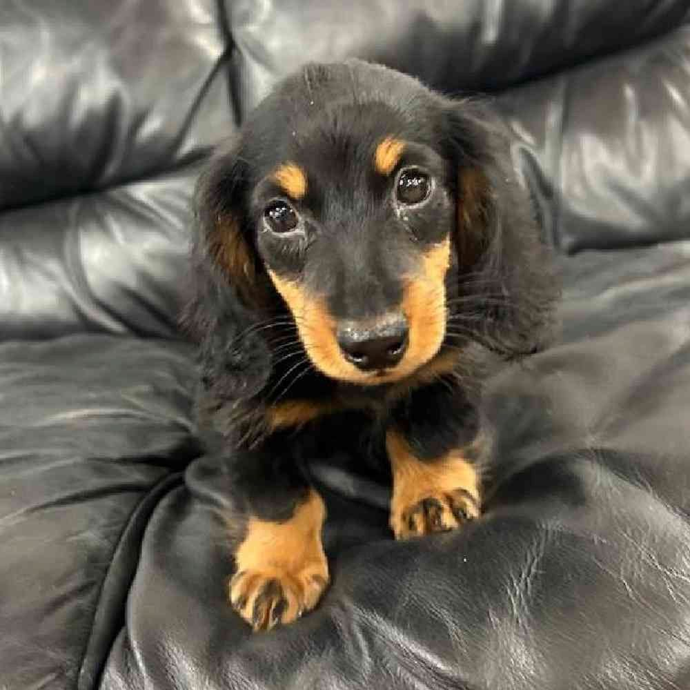 Wunderschöne reinrassige Zwerg-Rauhaardackelchen auf Familiensuche
