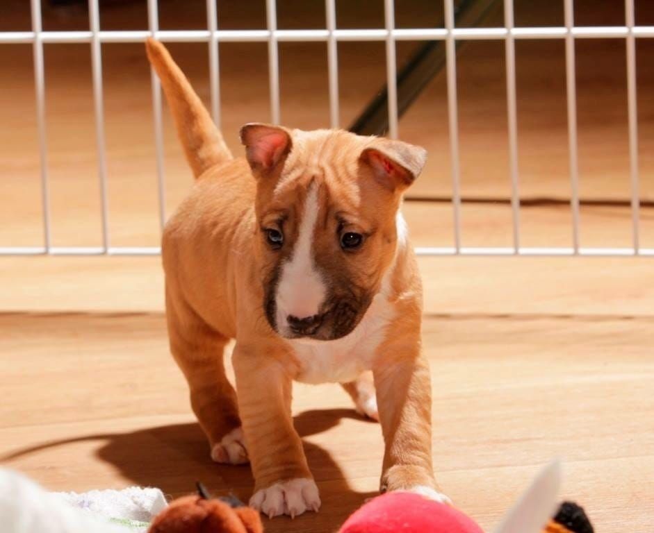 Miniatur Bullterrier Welpen Rüden