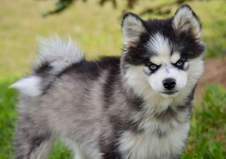 Süßer pomsky Welpen zu verkaufen