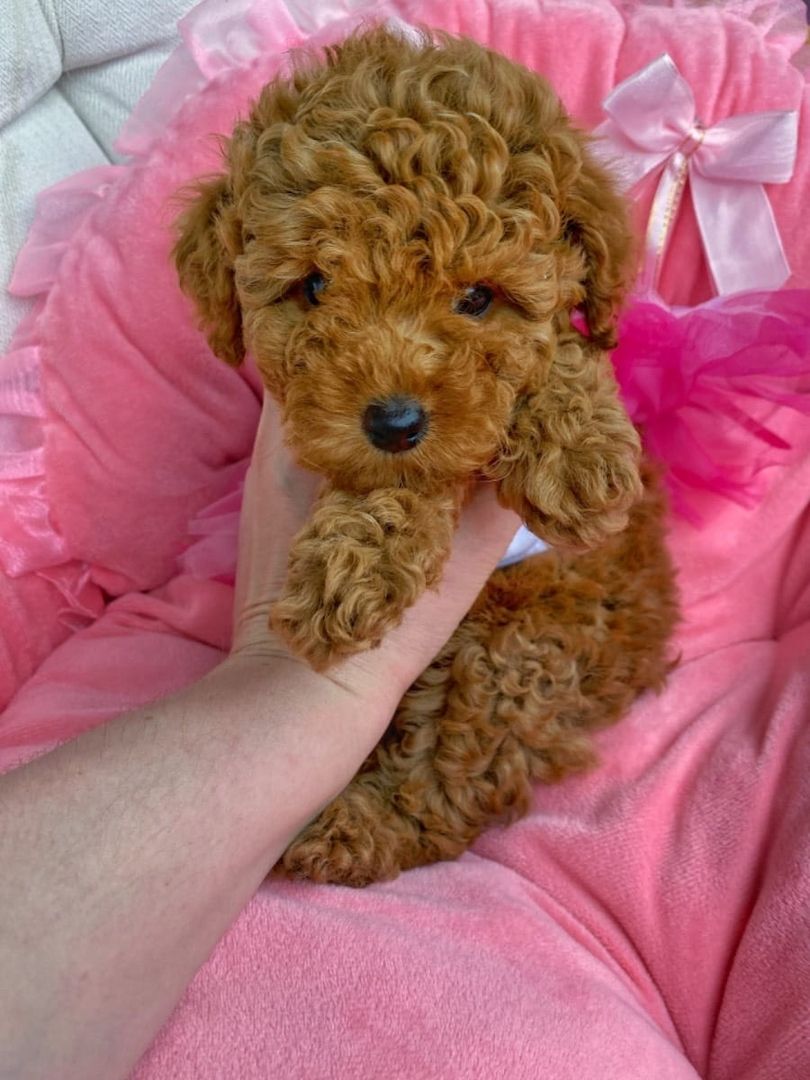 zwergpudel welpen kaufen