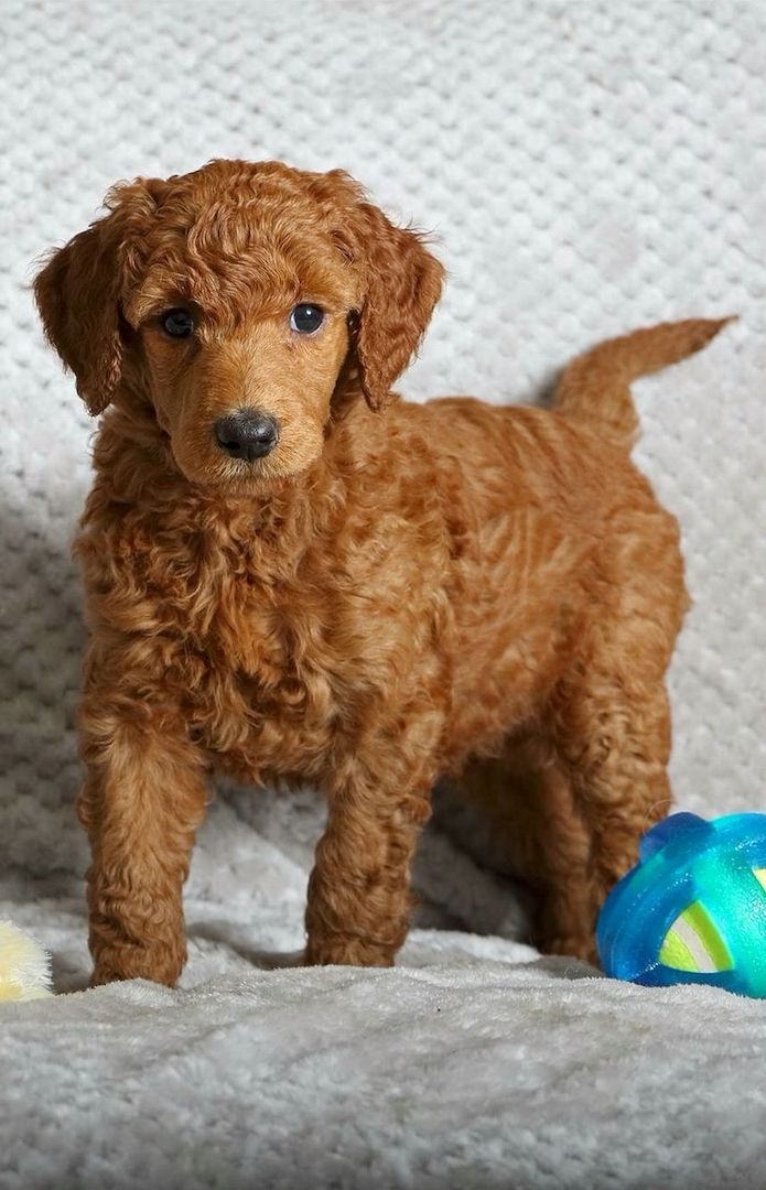 zwergpudel welpen kaufen