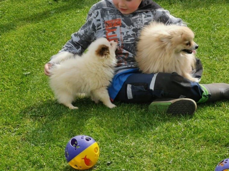 Pomeranian Zwergspitz Welpen Abgabe bereit!